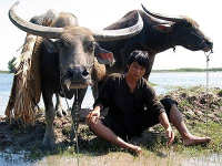 Buffalo Boy Buffalo Boy